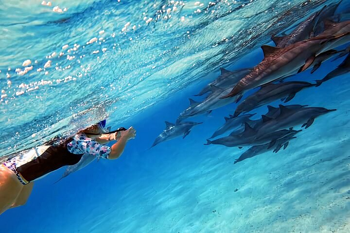 514413d5-c26c-43e8-9d77-a174ca475da4_sataya-dolphin-house-snorkel-trip-marsa-alam